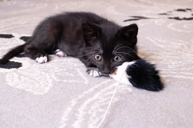 Funny black kitten playing with a toy