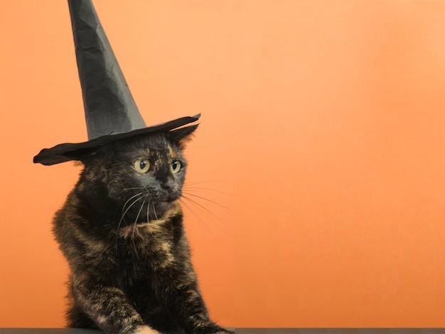 Funny black multicolored cat in a black hat on the theme of a witch for Halloween