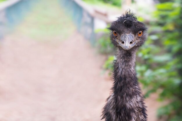 カメラを見て面白い黒ダチョウ