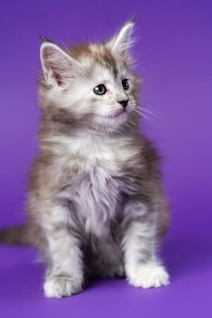 Funny black silver patched tabby female maine coon cat sitting on purple background looking away