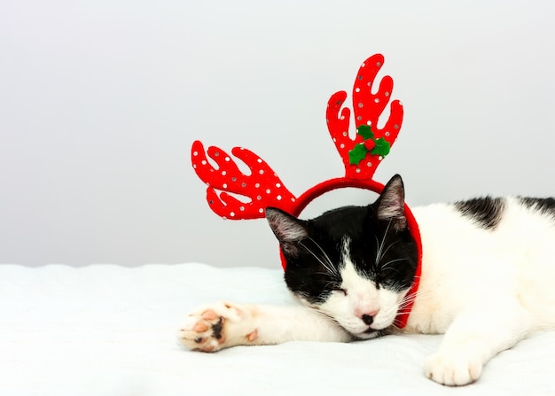 Funny black and white cat with red christmas horns sleeps