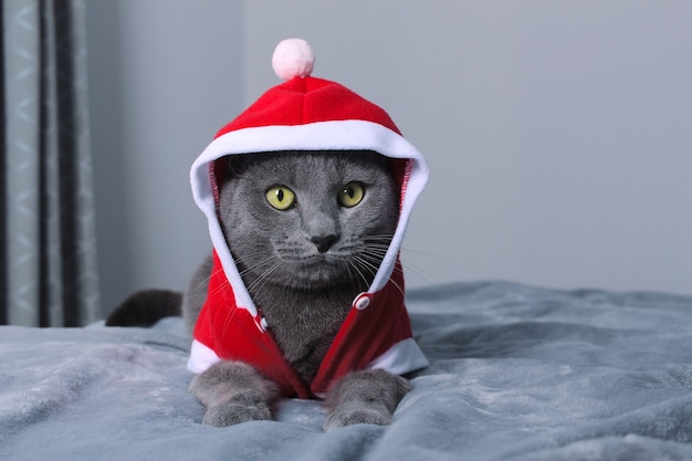 Photo funny blue cat dressed as santa laying on bed