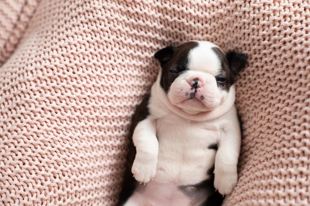 A funny Boston Terrier puppy sleeps on his back on a pink blanket Top view High quality photo