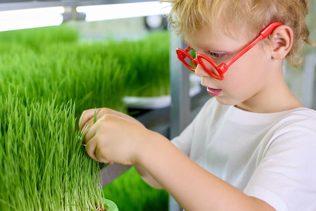 赤いメガネの変な少年は、ハサミで緑の小麦の発芽粒を切り落とします