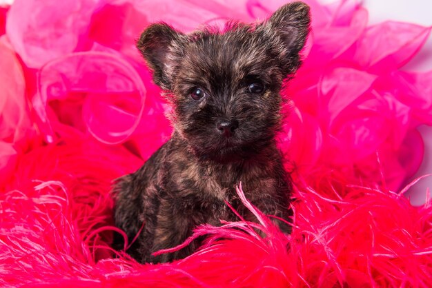 Funny brindle Cairn Terrier puppy dog is sitting on pink bois background.