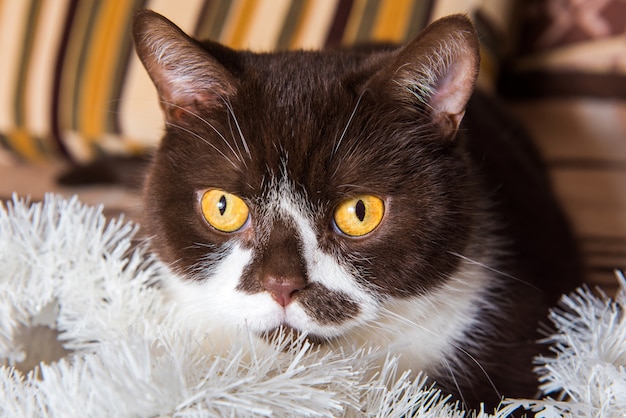 Il colore del cioccolato del gatto britannico divertente sta giocando