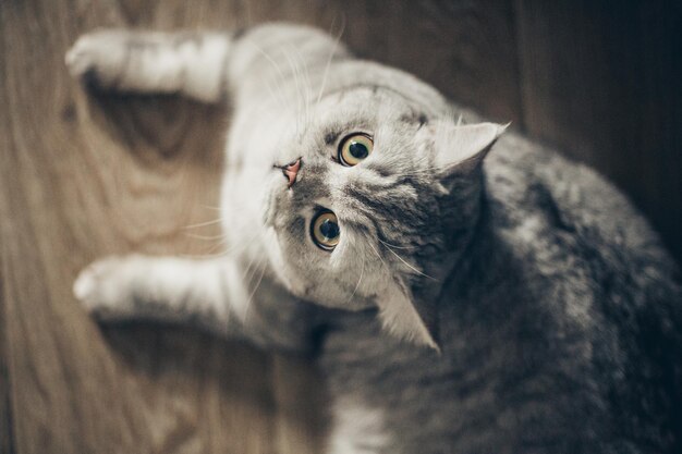 funny british shorthair cat portrait looking shocked or surprised on wooden background with copy spacexA