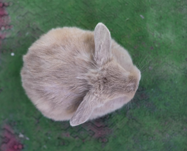 Photo funny brown bunny on a green hill