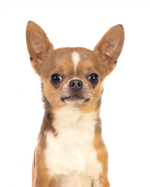 Photo funny brown chihuahua with big ears