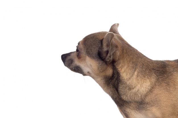 Funny brown Chihuahua with big ears