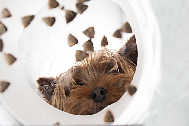 Funny brown domestic dog yorkshire terrier eats dry food from a\
bowl unusual angle from below