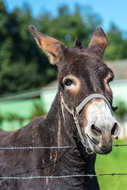 Photo funny brown donkey portrait in a summer day