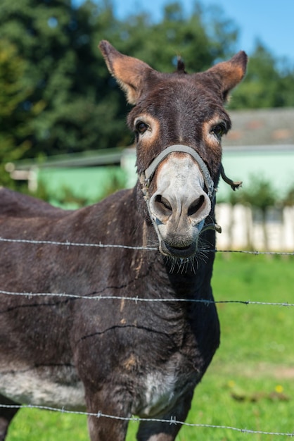 Funny brown donkey portrait in a summer day