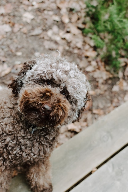 Funny brown poodle playing at park on summer