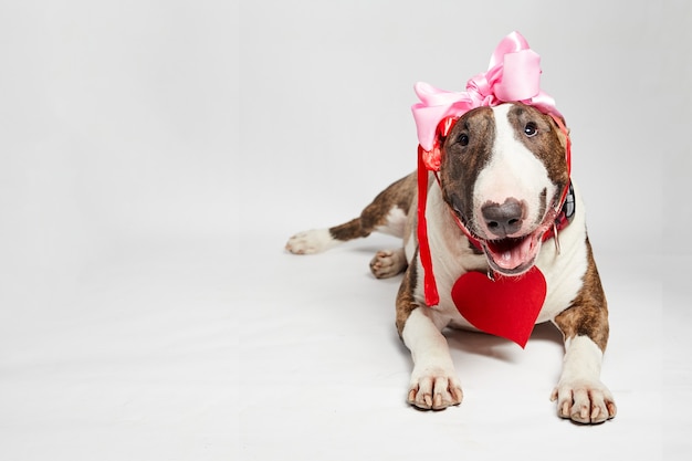 Photo funny bull terrier dog sitting with red paper heart and pink bow in valentine day.