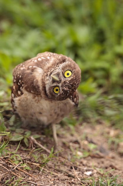 Photo funny burrowing owl athene cunicularia tilts its head outside its burrow on marco island florida