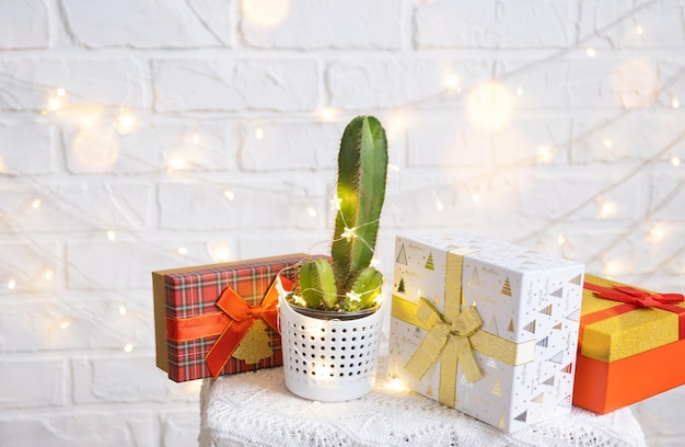 Funny cactus in shape of male penis in fairy lights gift box Christmas and New year decor There will be no holiday without gifts Intimate depilation for men Potted house plants home decor