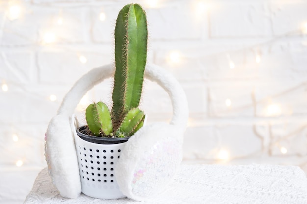 Funny cactus in shape of male penis in fairy lights wrapped in\
warm christmas and new year decor there will be no holiday without\
gifts intimate depilation for men potted house plants home\
decor