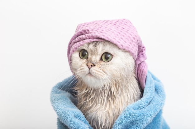 Funny cat after bathing wrapped in a blue towel in a violet cap on his head