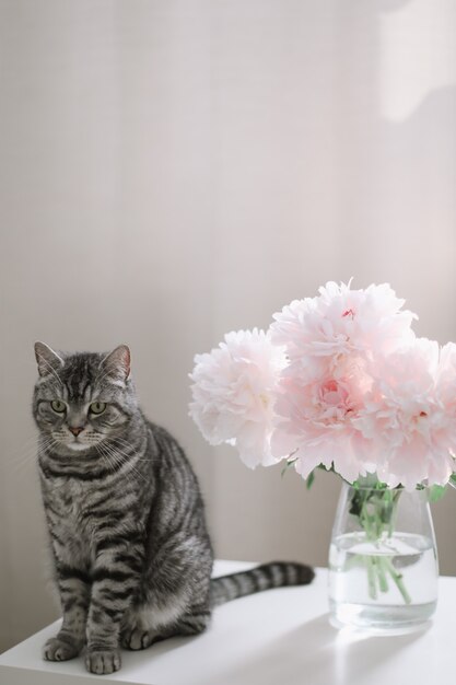 写真 明るい部屋のテーブルの上に花と面白い猫と水差し猫の肖像画スコットランドのまっすぐな猫の屋内