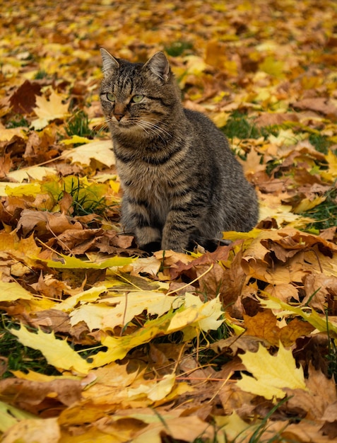 Funny cat in the autumn in red orange yellow autumn leaves