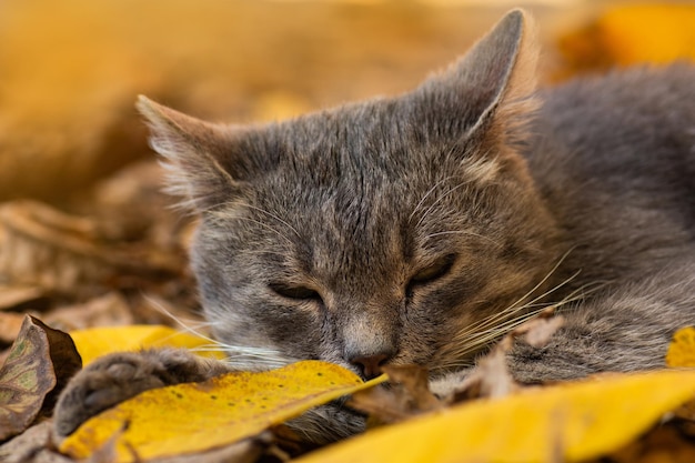 Funny cat in the autumn in yellow autumn leaves