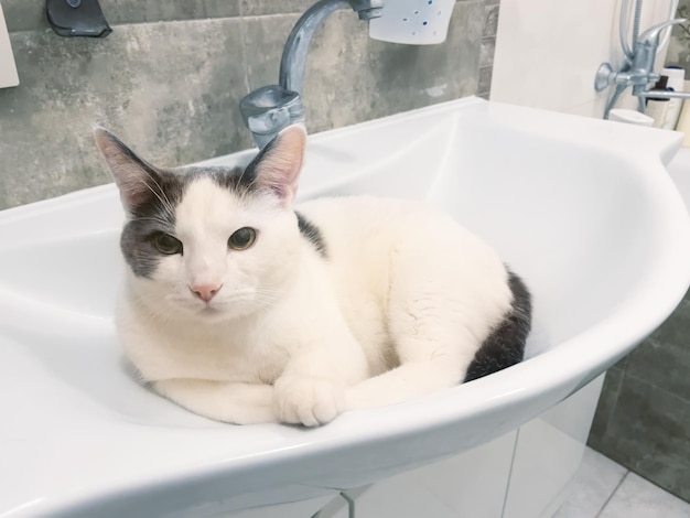 Funny cat in bathtub sink