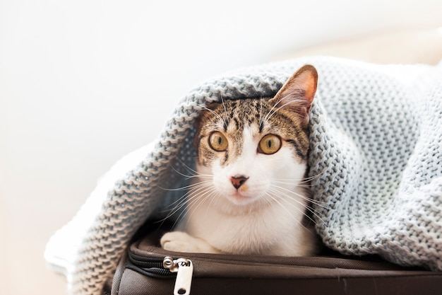 Забавный кот под одеялом на чемодане