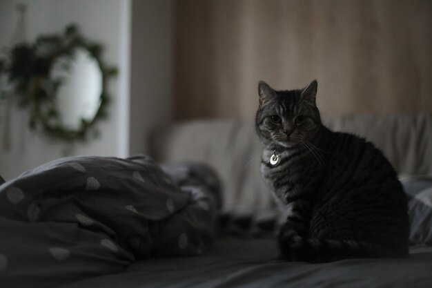 Funny cat in a cozy bed at home