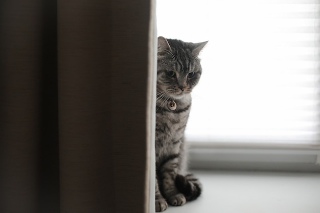 Funny cat in a cozy home interior