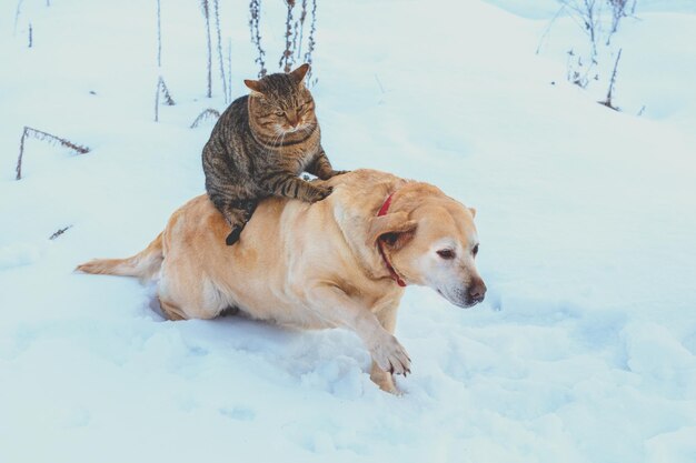 Il gatto e il cane divertenti sono i migliori amici. gatto che guida il cane all'aperto nell'inverno nevoso