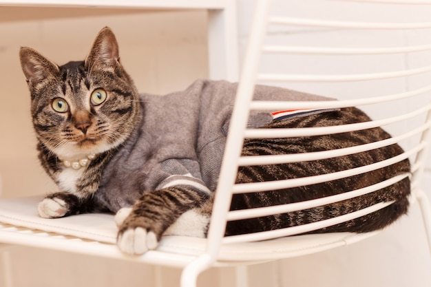 Funny cat in gray clothes lies on a chair close-up.