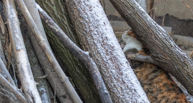 A funny cat is playing among some woods