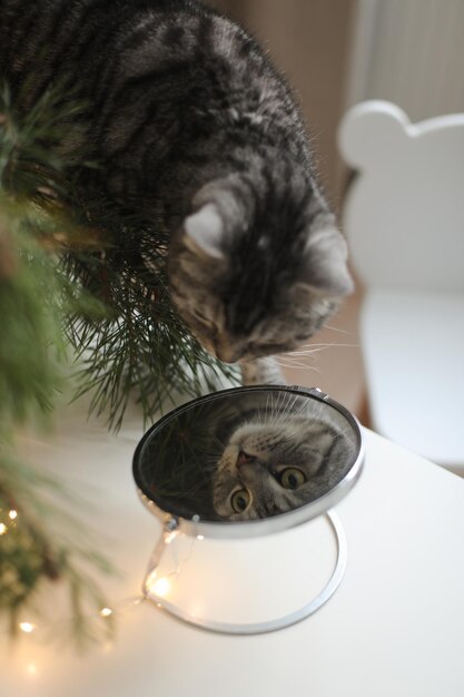 Funny cat looking in the mirror in a room decorated for christmas and new year