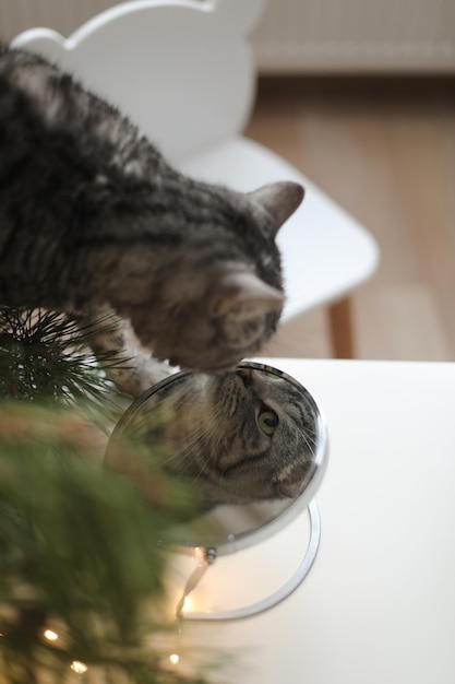 Gatto divertente che si guarda allo specchio in una stanza decorata per natale e capodanno