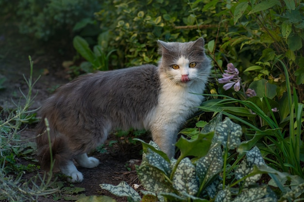 밖으로 혀로 잔디에 웃 긴 고양이