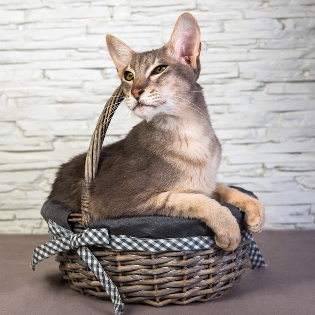 Funny Cat Oriental in a basket