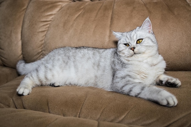 Funny cat playing with toy on floor closeup Scottish Fold portrait