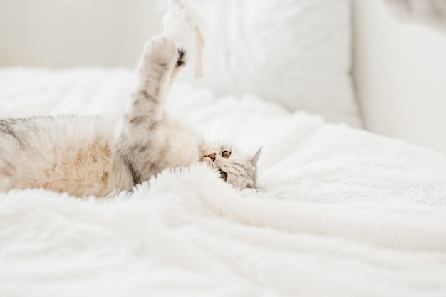 Funny cat playing with toy on sofa closeup Scottish Fold portraitThe cat lifted its paw up