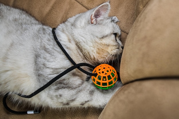 Funny cat playing with toy on sofa Scottish Fold portrait