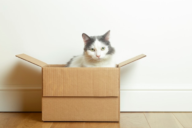 Photo funny cat sits in a cardboard paper box against a white empty wall