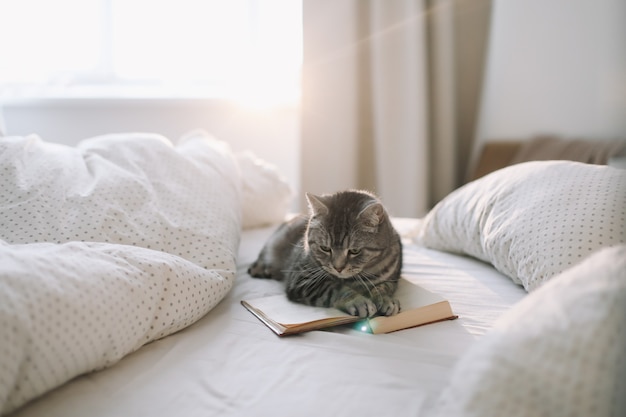 Funny cat sleeping on the blanket in bed