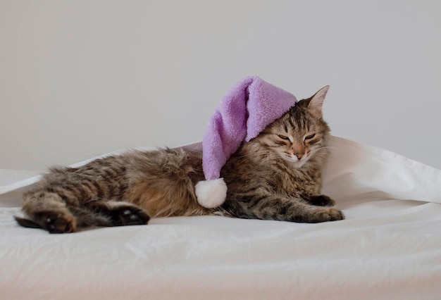 Funny cat sleeping in pajamas on a white bed cozy morning it\'s\
time to go to bed closeup of a very cute sleepy cat selective\
focus