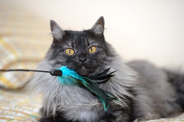 Funny cat stroking with a feather