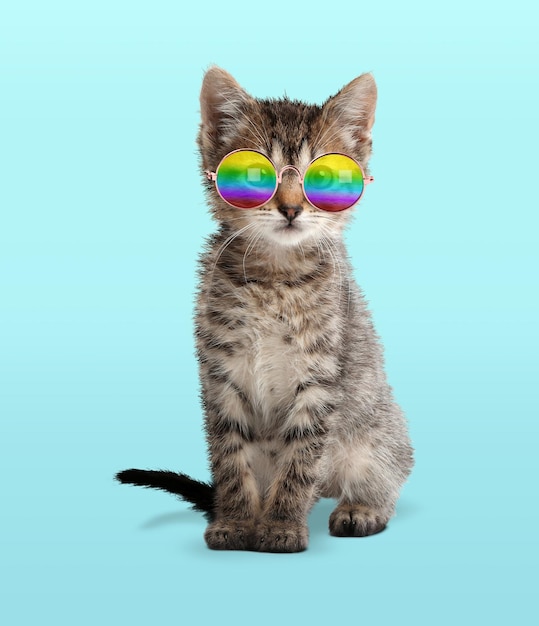 Забавный кот в стильных солнцезащитных очках с радужными линзами на голубом фоне