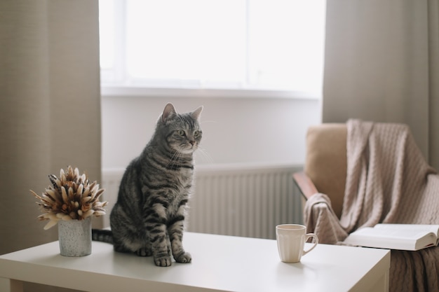 Funny cat in a sunny cozy living room at home