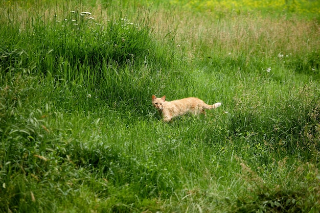 面白い猫は緑の草の中を歩く