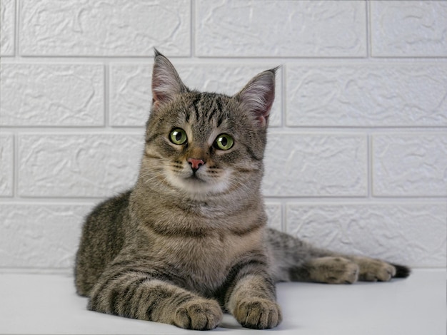 Funny cat with green eyes looks at the camera in surprise\
portrait of a cat on a white background