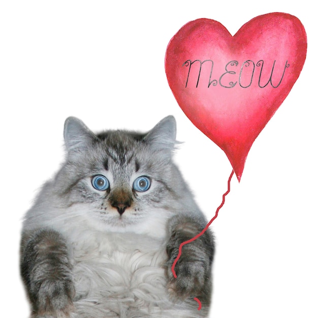 Photo funny cat with red balloon in the shape of heart with lettering is looking at the camera, isolated on white background. purebred siberian, neva masquerade cat.