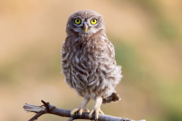 コキンメフクロウの面白いひよこ